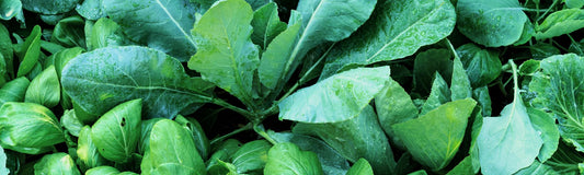Why maintaining NAD may help keep you young, mobile, and fertile.